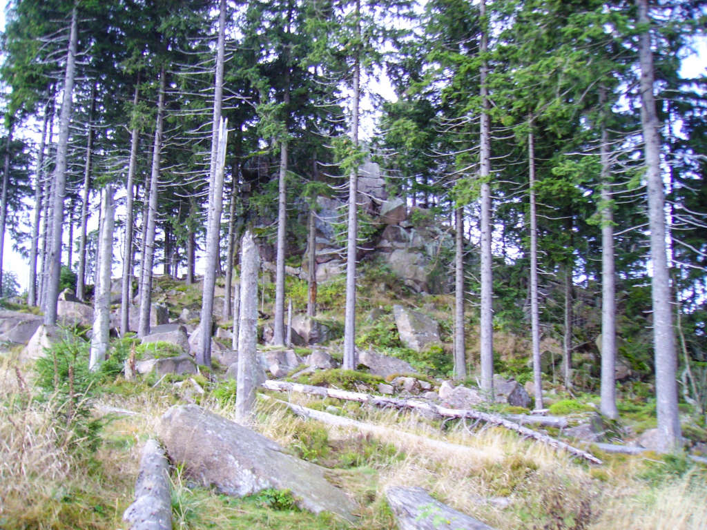 Bad Harzburg im Wald wandern ©vickiviaja