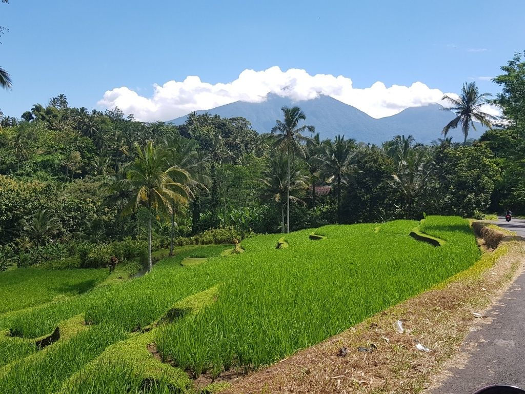 Reisterrassen auf Bali ©Frauentalk