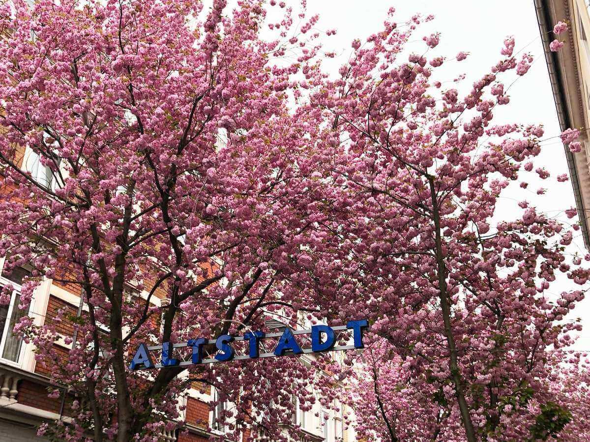 Kirschblüte in Bonn im Frühling erleben ©KommrumReisen