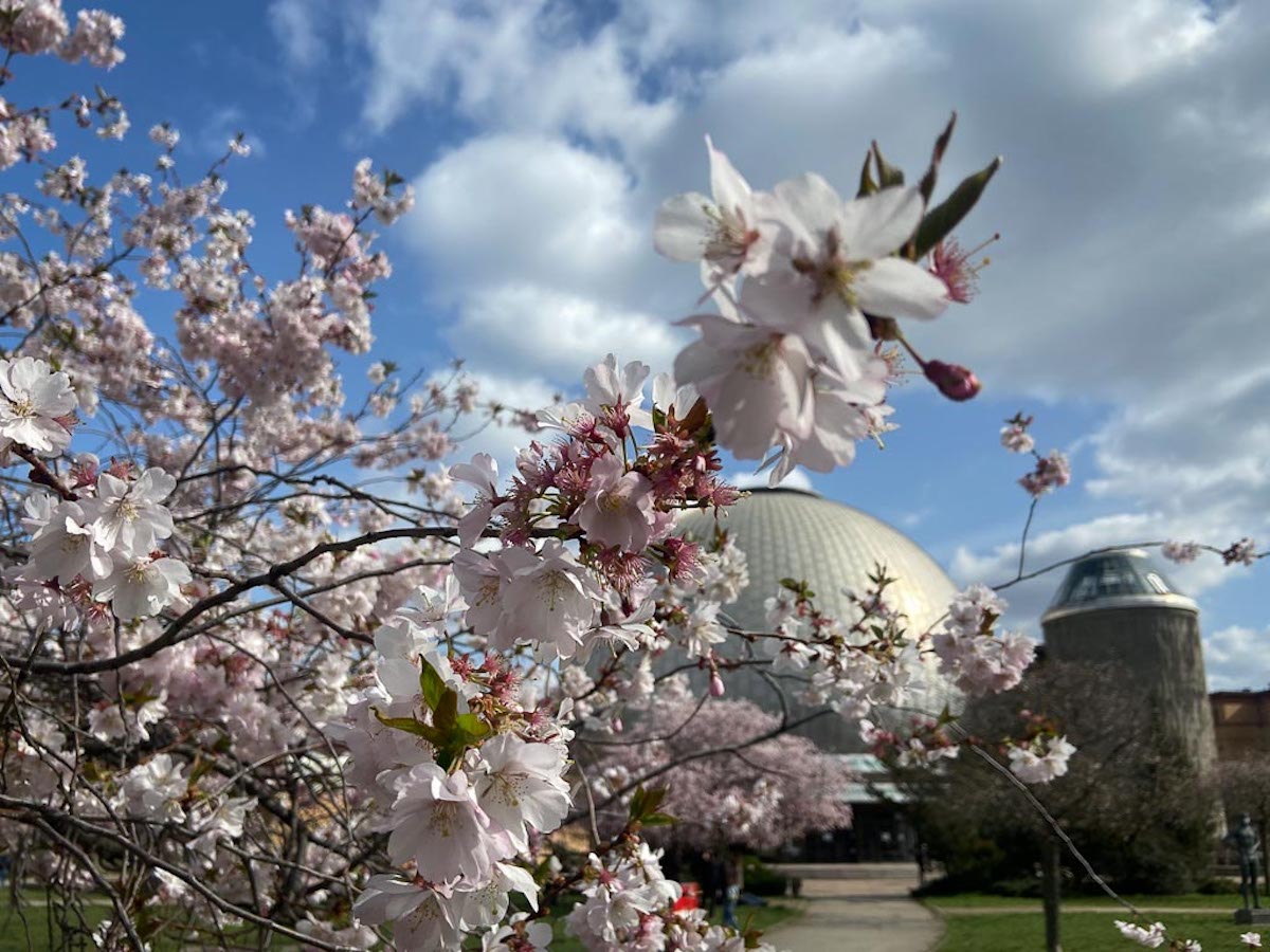 Kirschblüte in Berlin entdecken ©tracksandthecity