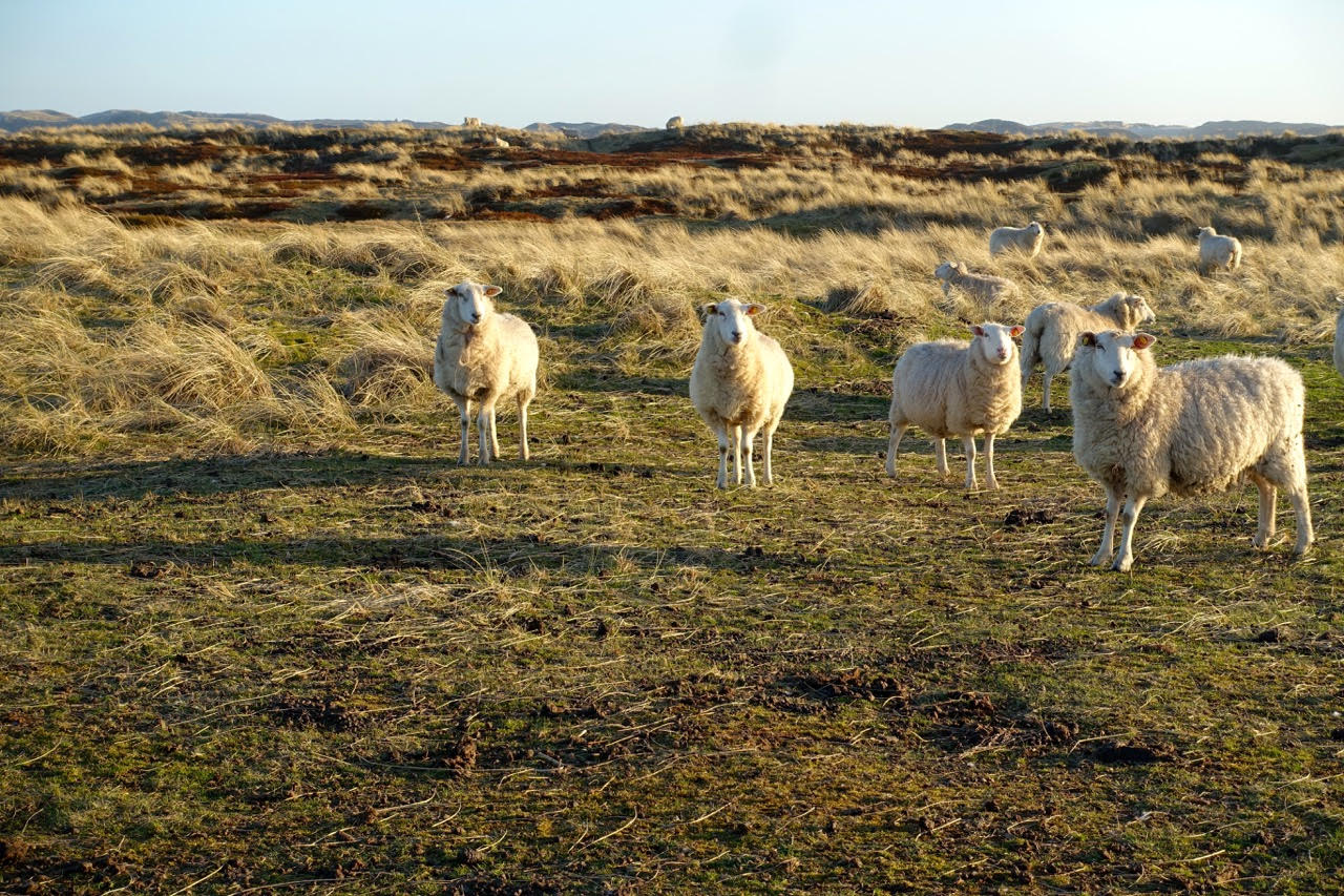 Sylt im Frühling ©SPANESS