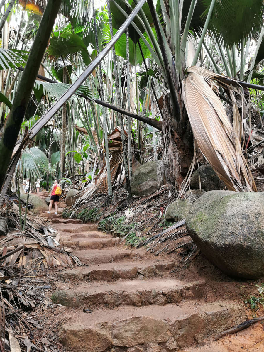 Vallee de Mai auf Praslin